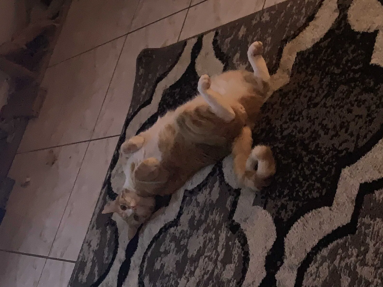 Lost cat in Davenport, FL, 33897
