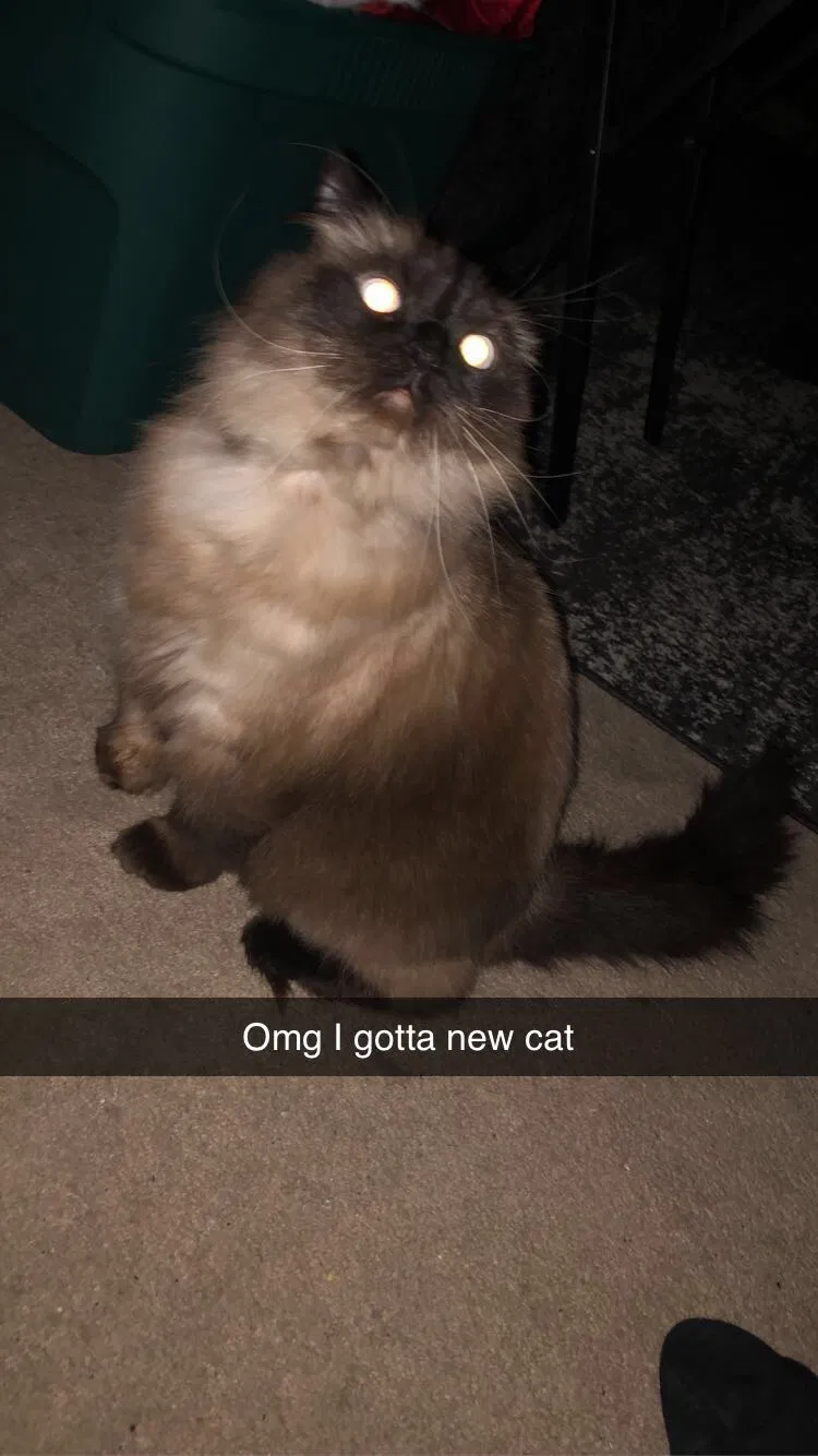 Lost cat in Garrettsville, OH, 44231
