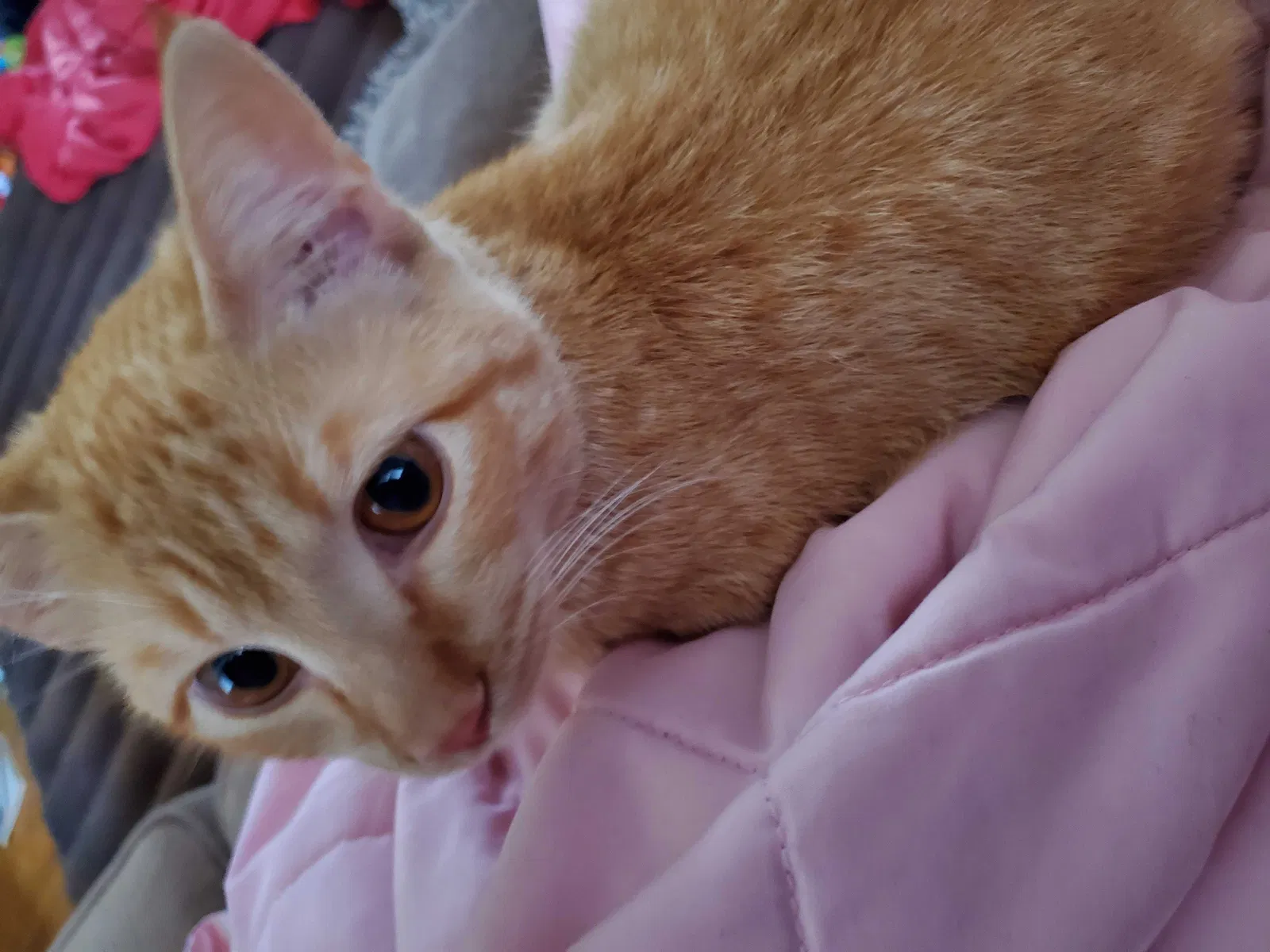 Lost cat in Minneapolis, MN, 55414