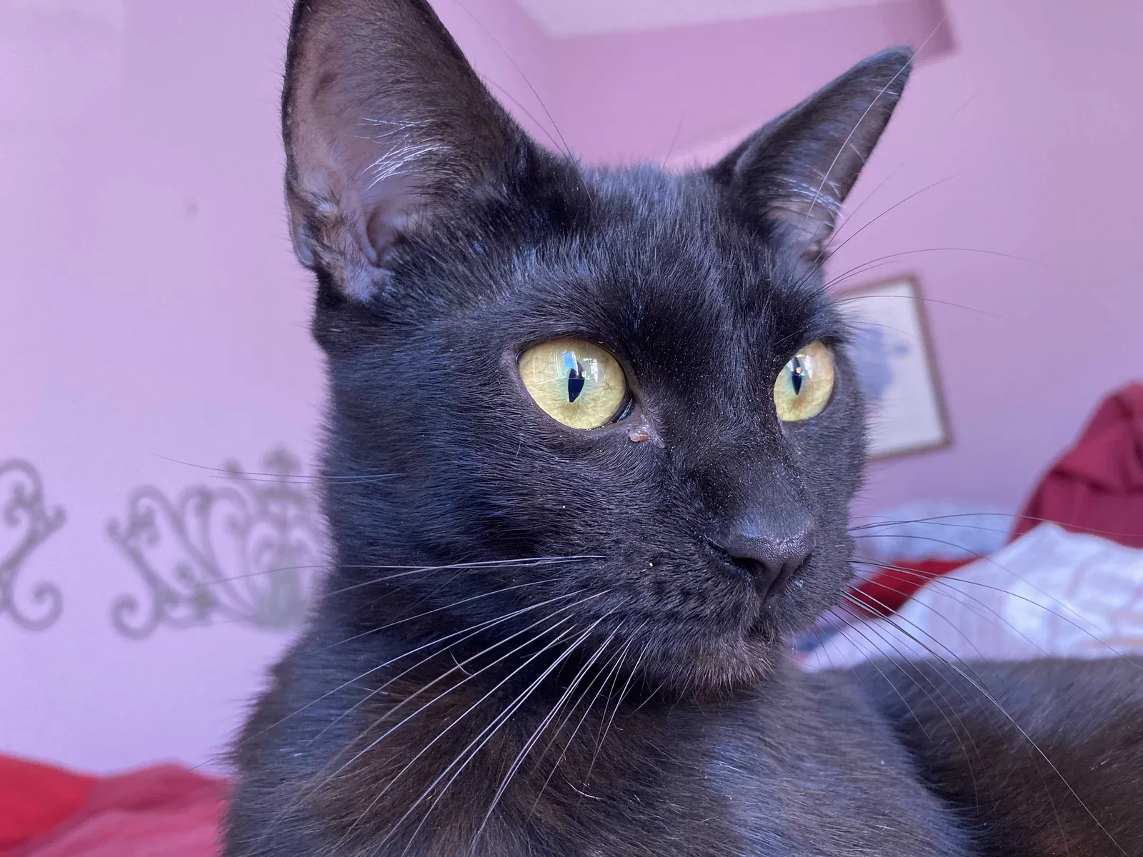 Lost cat in Orlando, FL, 32824