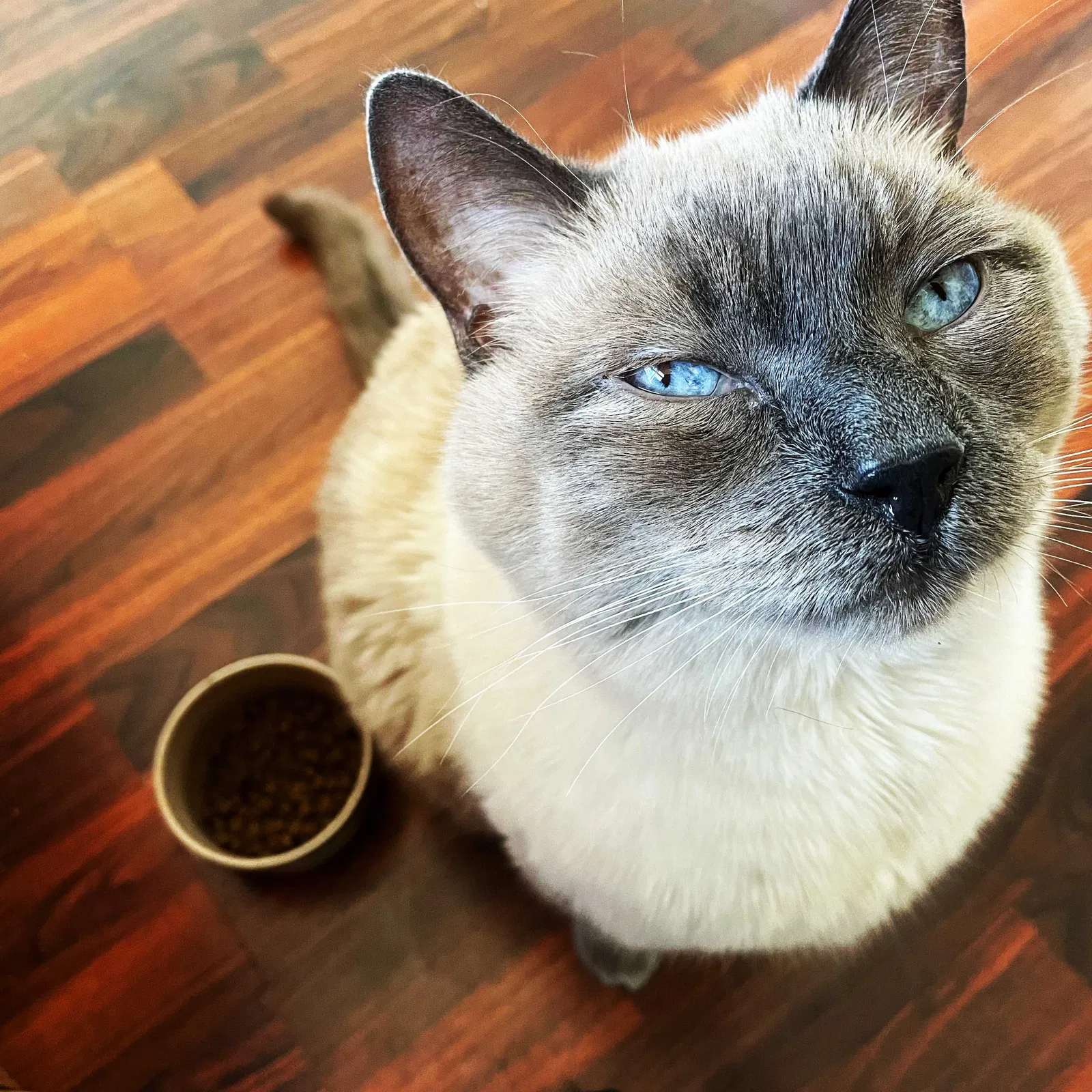 Lost cat in Riverside, CA, 92506