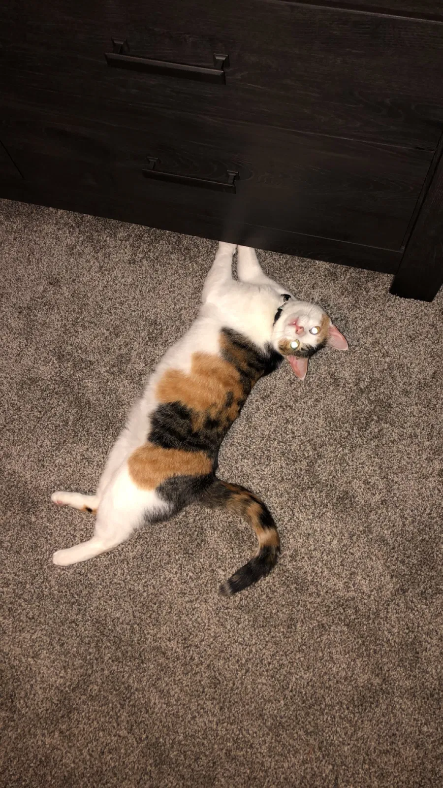 Lost cat in Dayton, OH, 45424