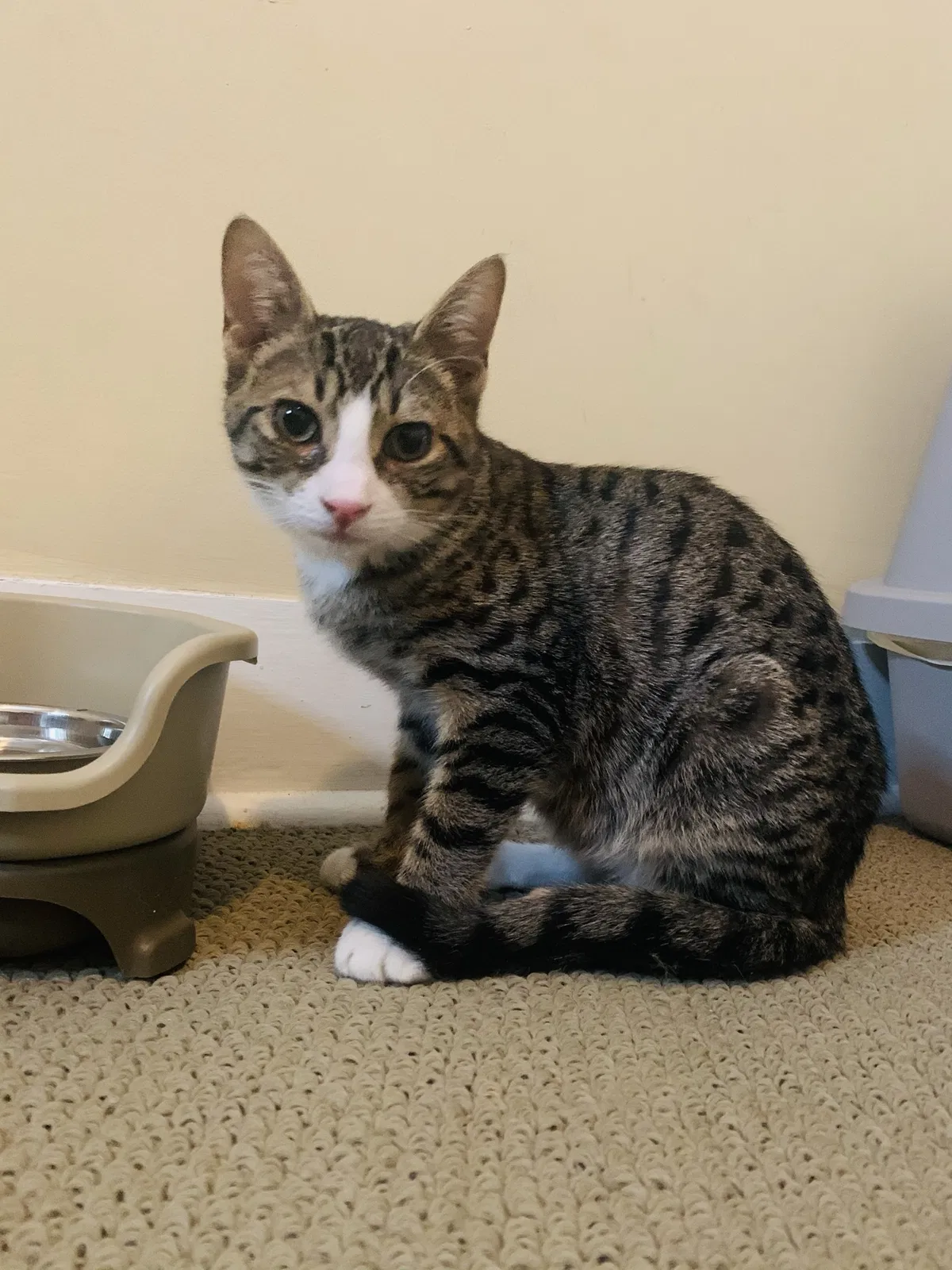 Lost cat in Hackettstown, NJ, 7840