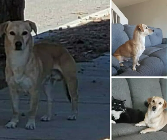Lost dog in El Paso, TX, 79938