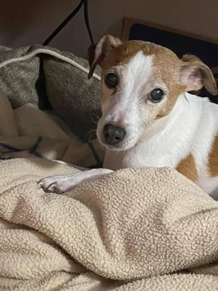 Lost dog in Dickson, TN, 37055