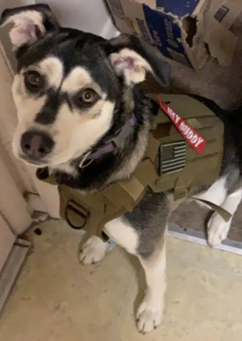 Lost dog in Poteau, OK, 74953
