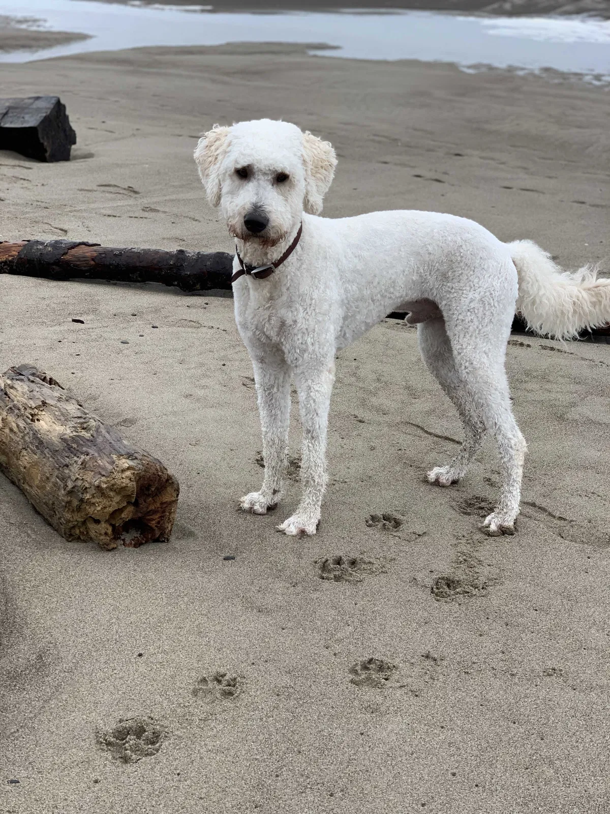 Lost dog in Portland, OR, 97224