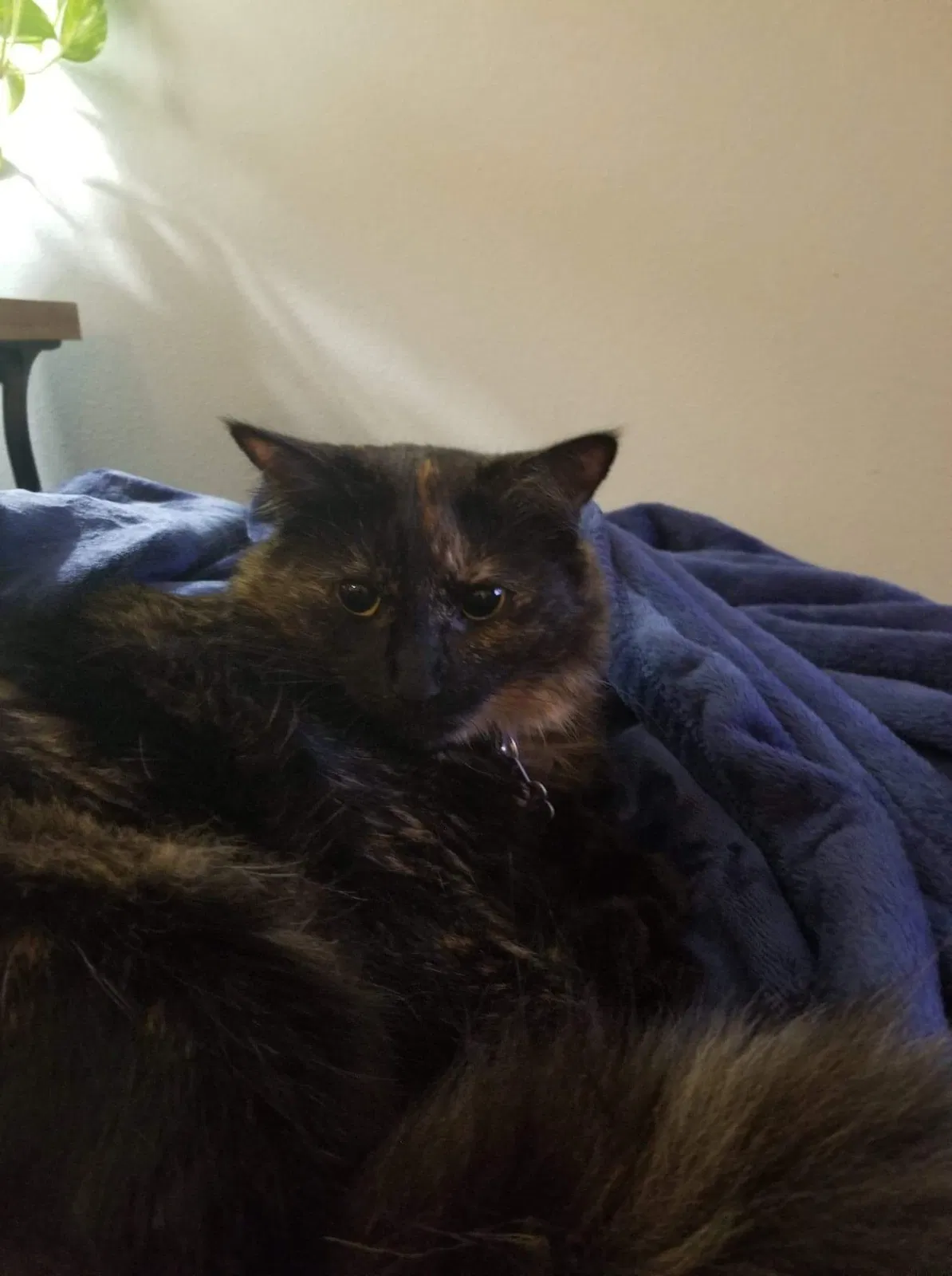 Lost cat in Port Saint Lucie, FL, 34952