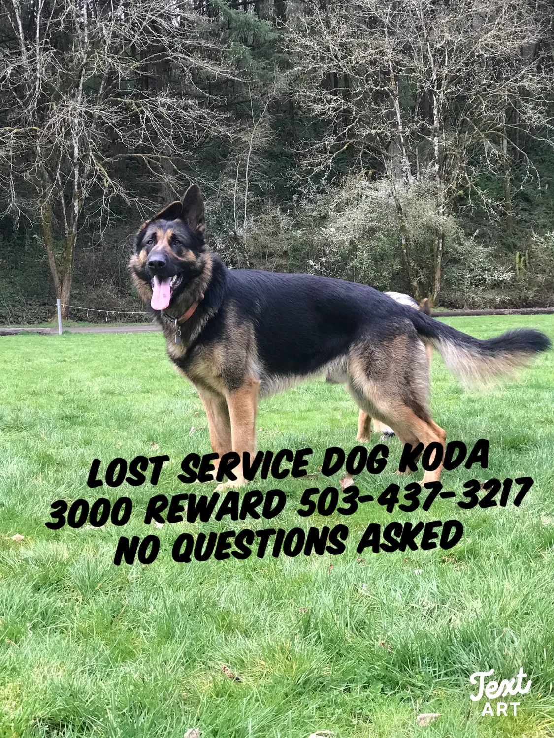 Lost dog in Mcminnville, OR, 97128