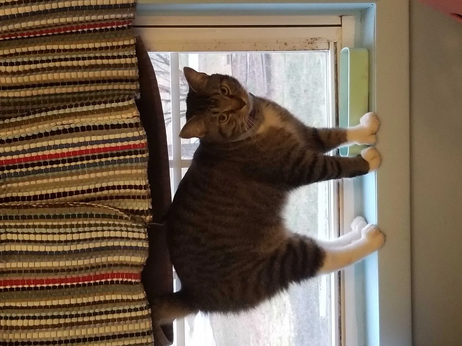 Lost cat in Huntsville, AL, 35806