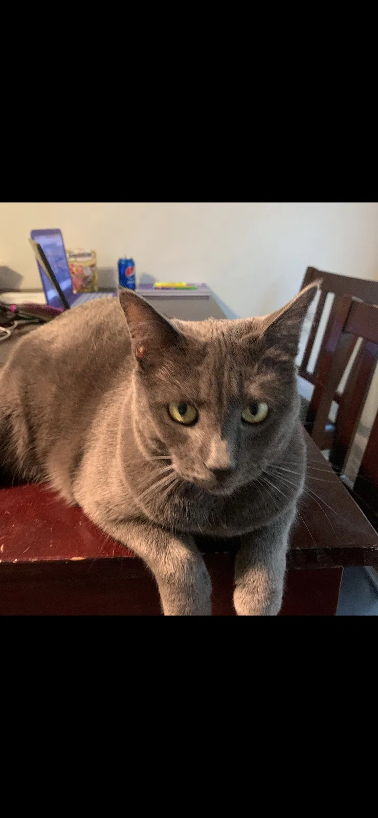 Lost cat in Grand Terrace, CA, 92313