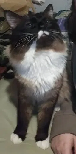 Lost cat in Puyallup, WA, 98375