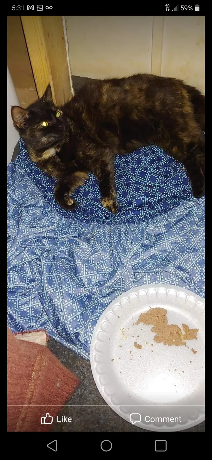 Lost cat in Chapin, SC, 29036