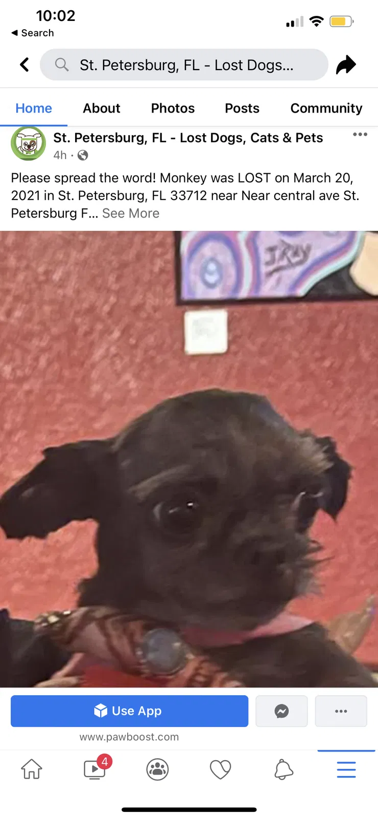 Lost dog in Saint Petersburg, FL, 33713
