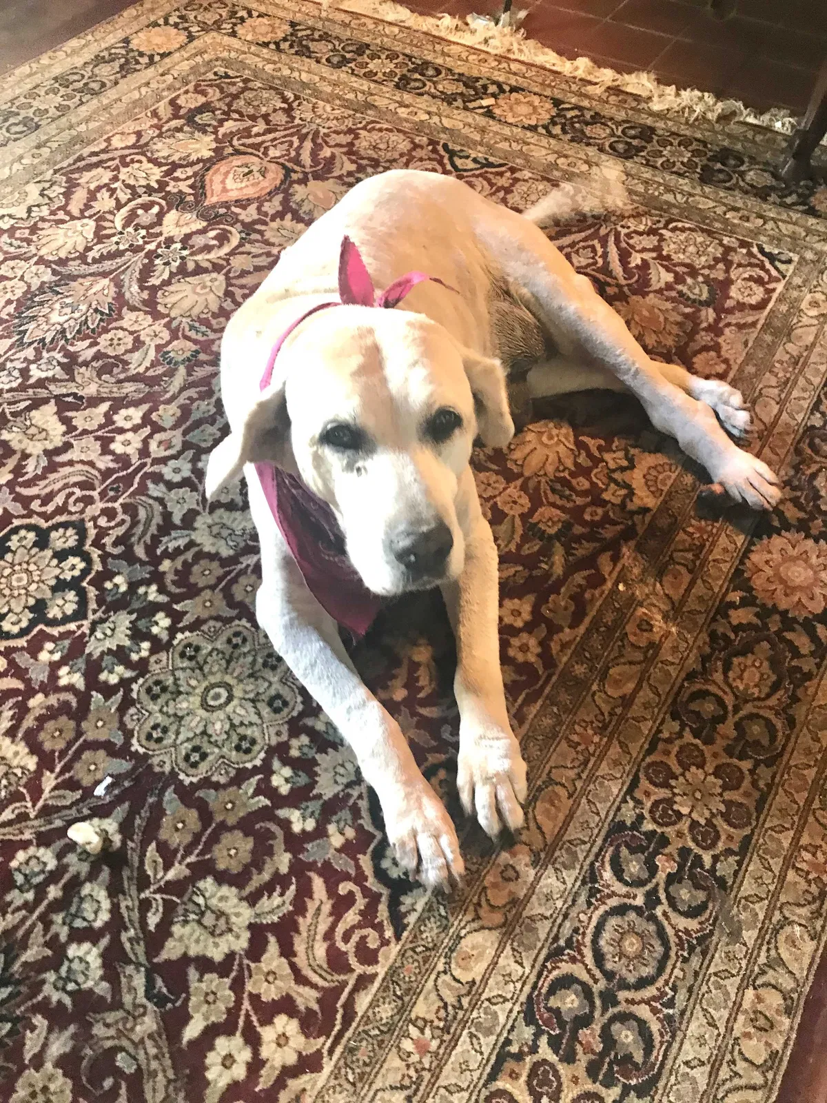Lost dog in Miami, FL, 33138