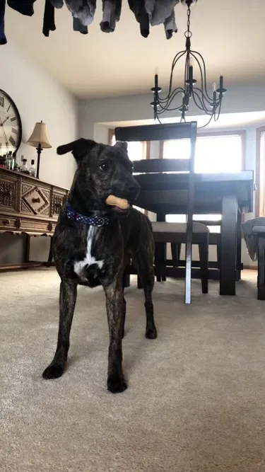 Lost dog in Minneapolis, MN, 55417