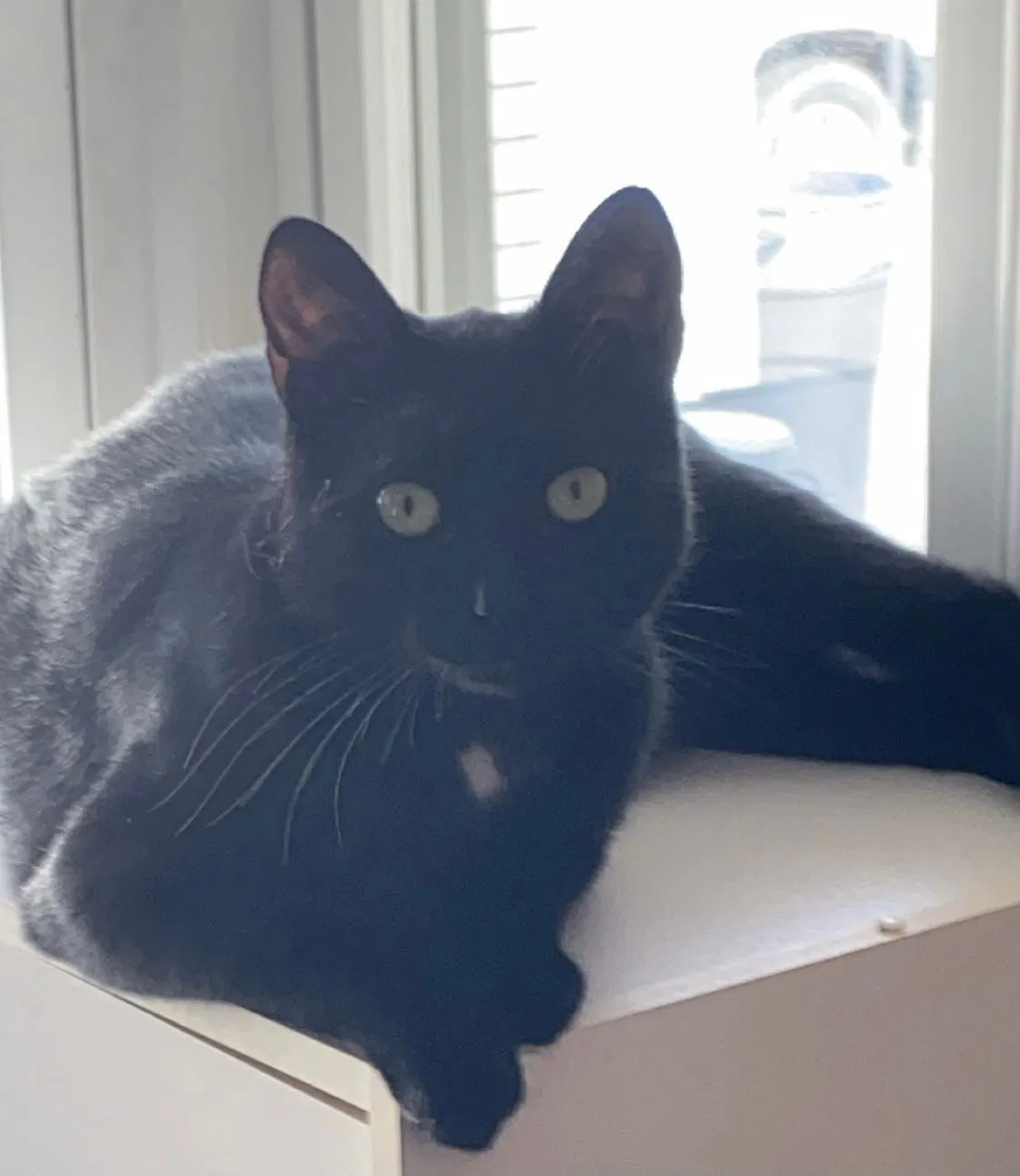 Lost cat in Pequannock, NJ, 7440