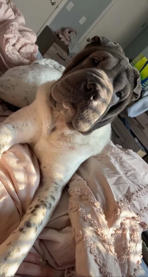 Lost dog in Twinsburg, OH, 44087