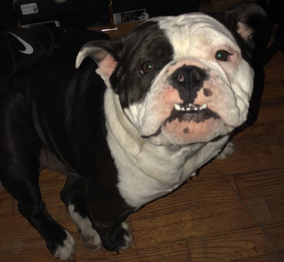Lost dog in Greensboro, NC, 27406