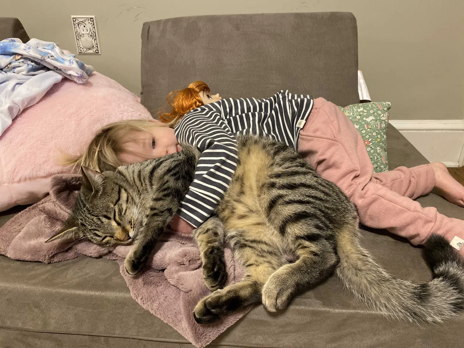 Lost cat in Anderson, SC, 29625
