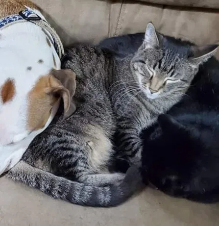 Lost cat in Norman, OK, 73071