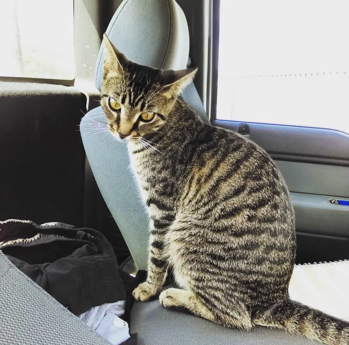 Lost cat in San Diego, CA, 92116