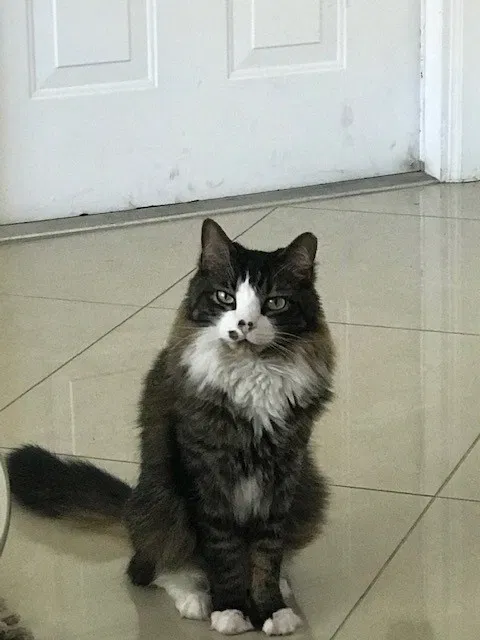 Lost cat in Fort Lauderdale, FL, 33334