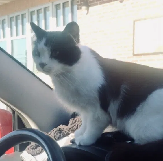 Lost cat in Menasha, WI, 54952