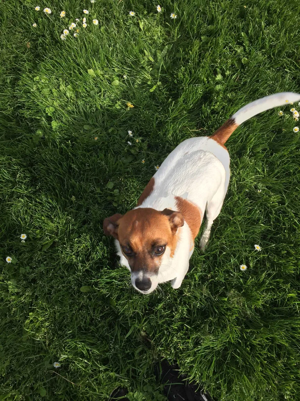 Lost dog in Eugene, OR, 97401