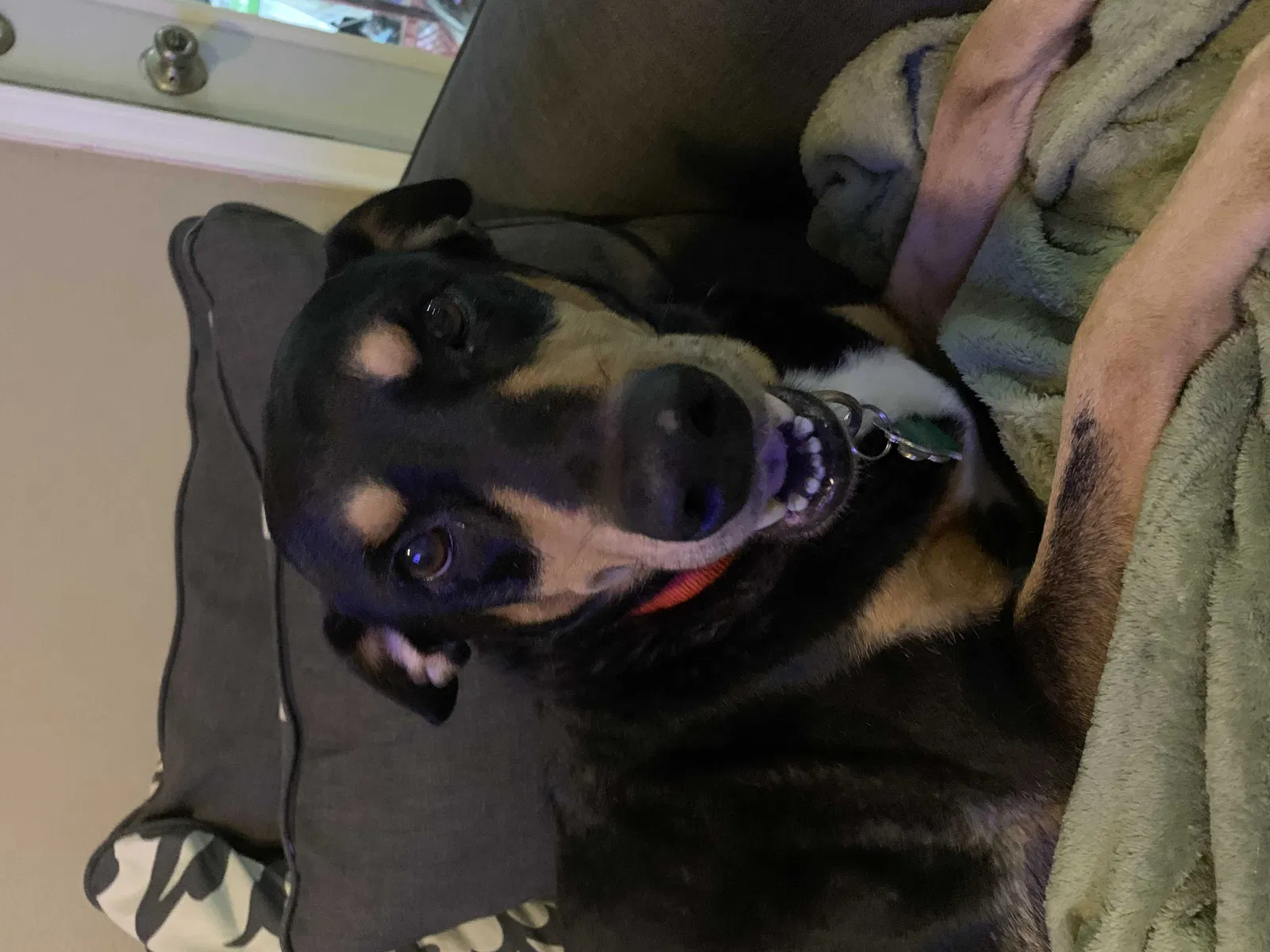 Lost dog in San Antonio, TX, 78213