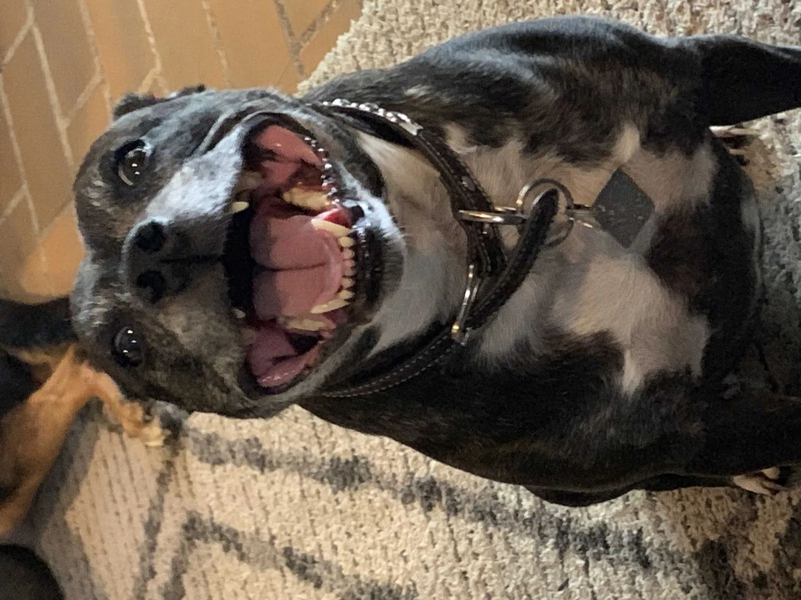 Lost dog in San Antonio, TX, 78213
