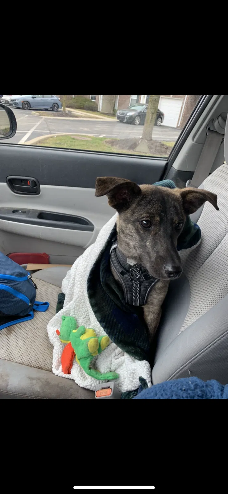 Lost dog in Indianapolis, IN, 46201