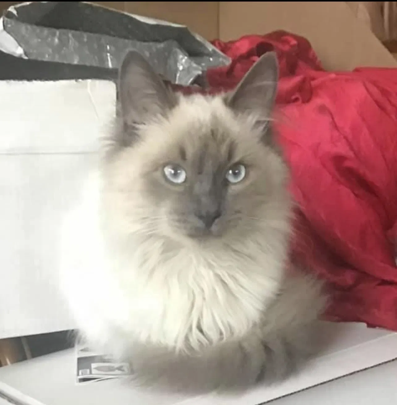 Lost cat in Lima, OH, 45801