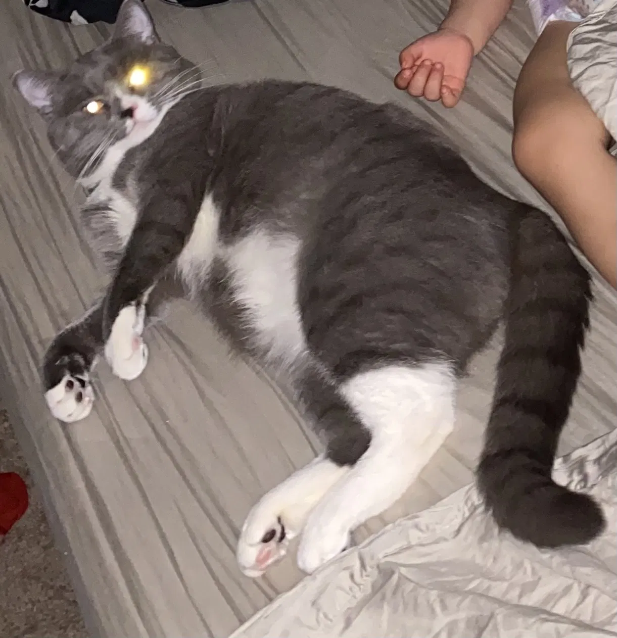 Lost cat in San Antonio, TX, 78222