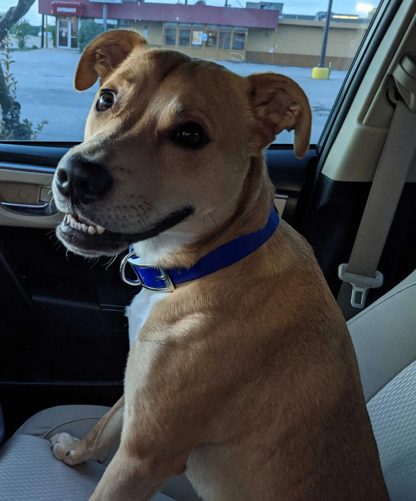 Lost dog in Garland, TX, 75043