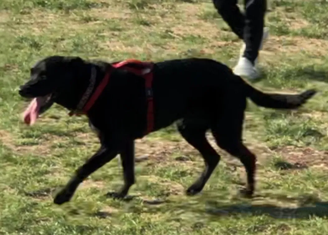 Lost dog in Fort Worth, TX, 76164
