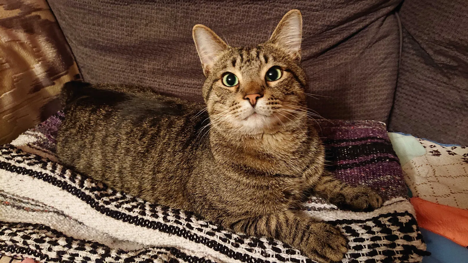 Lost cat in Sparta, KY, 41086