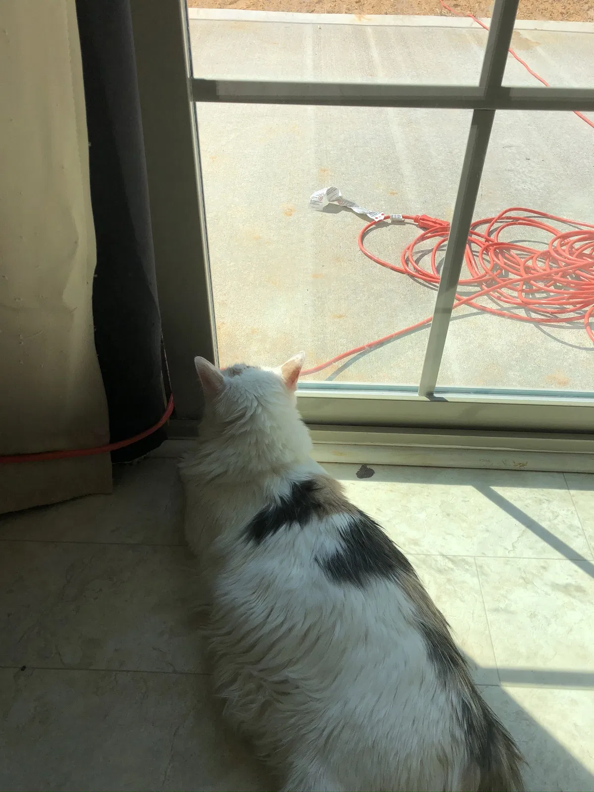 Lost cat in Fayetteville, NC, 28306