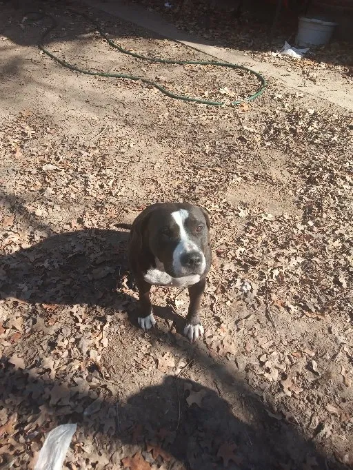 Lost dog in Dallas, TX, 75217