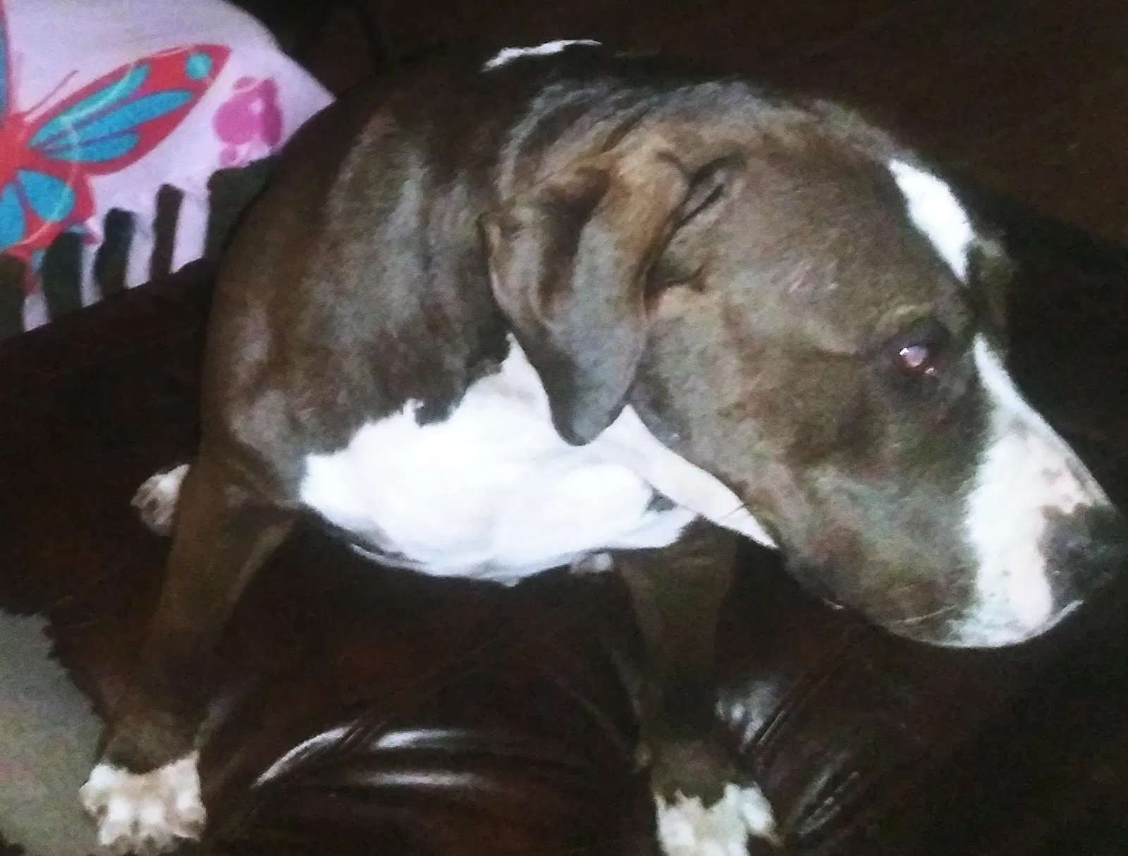 Lost dog in Dallas, TX, 75217