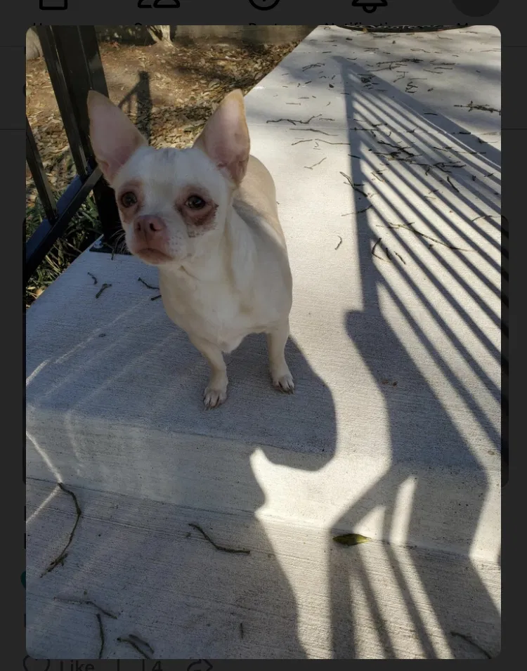 Lost dog in Garland, TX, 75043