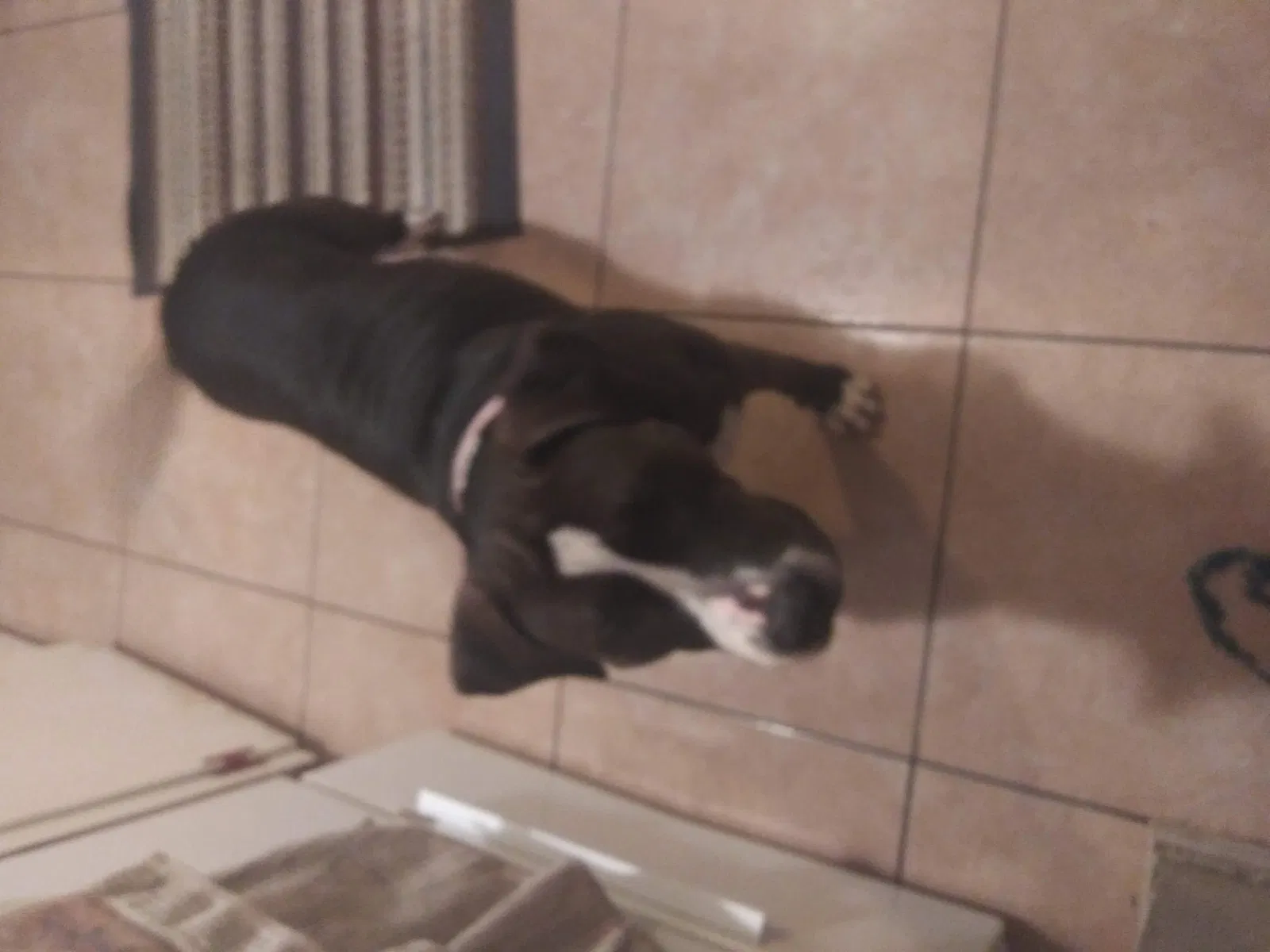 Lost dog in Dallas, TX, 75217