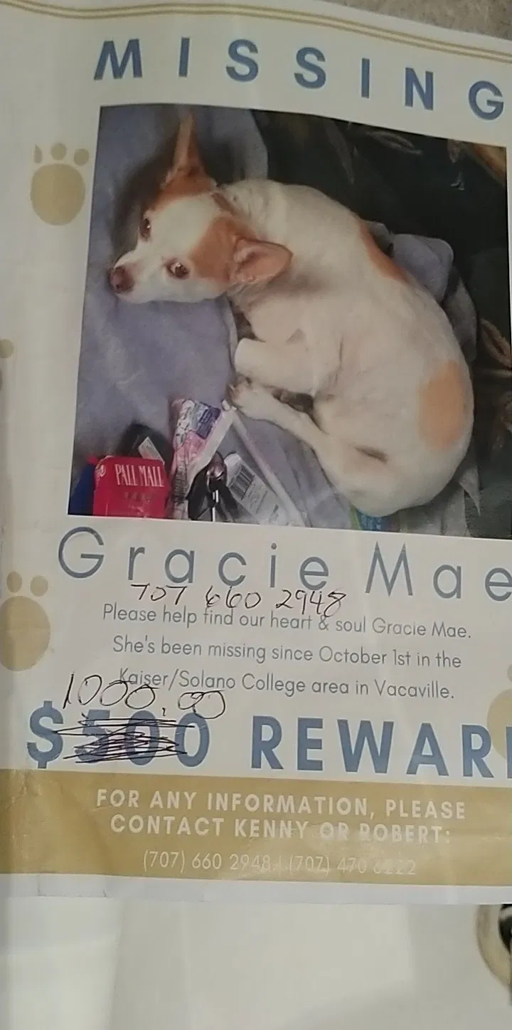 Lost dog in Vacaville, CA, 95687