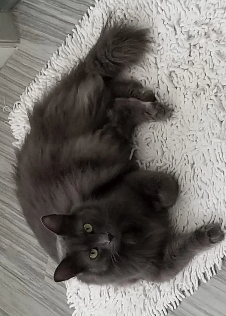 Lost cat in Orlando, FL, 32835