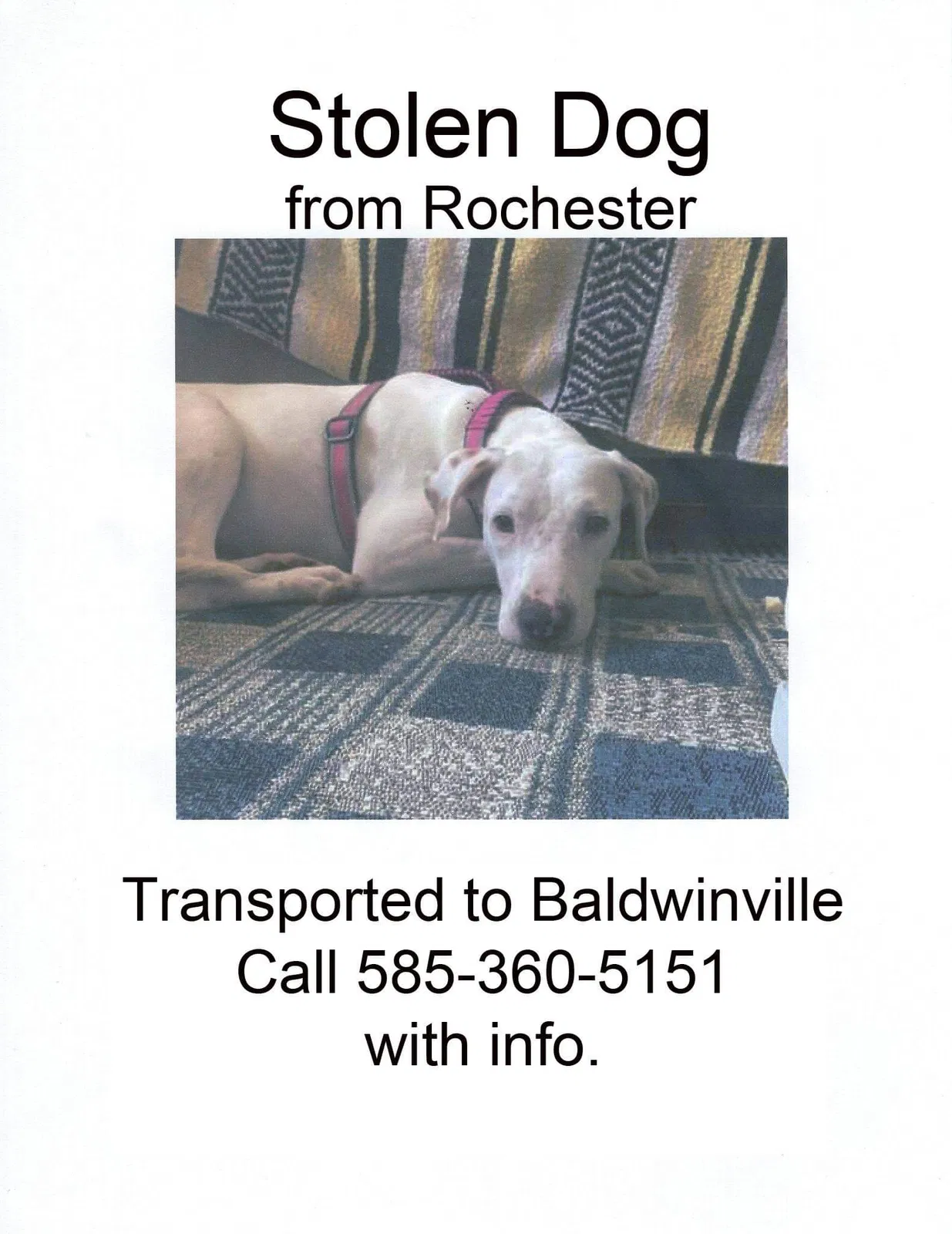 Lost dog in Baldwinsville, NY, 13027
