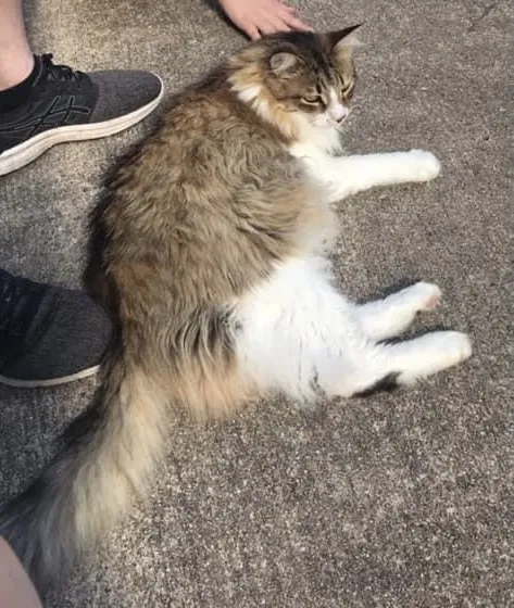 Lost cat in Hutto, TX, 78634