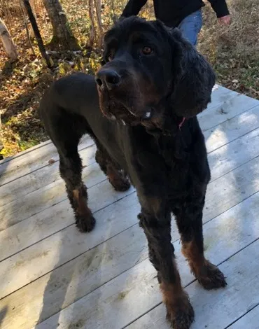 Lost dog in Hamel, MN, 55340