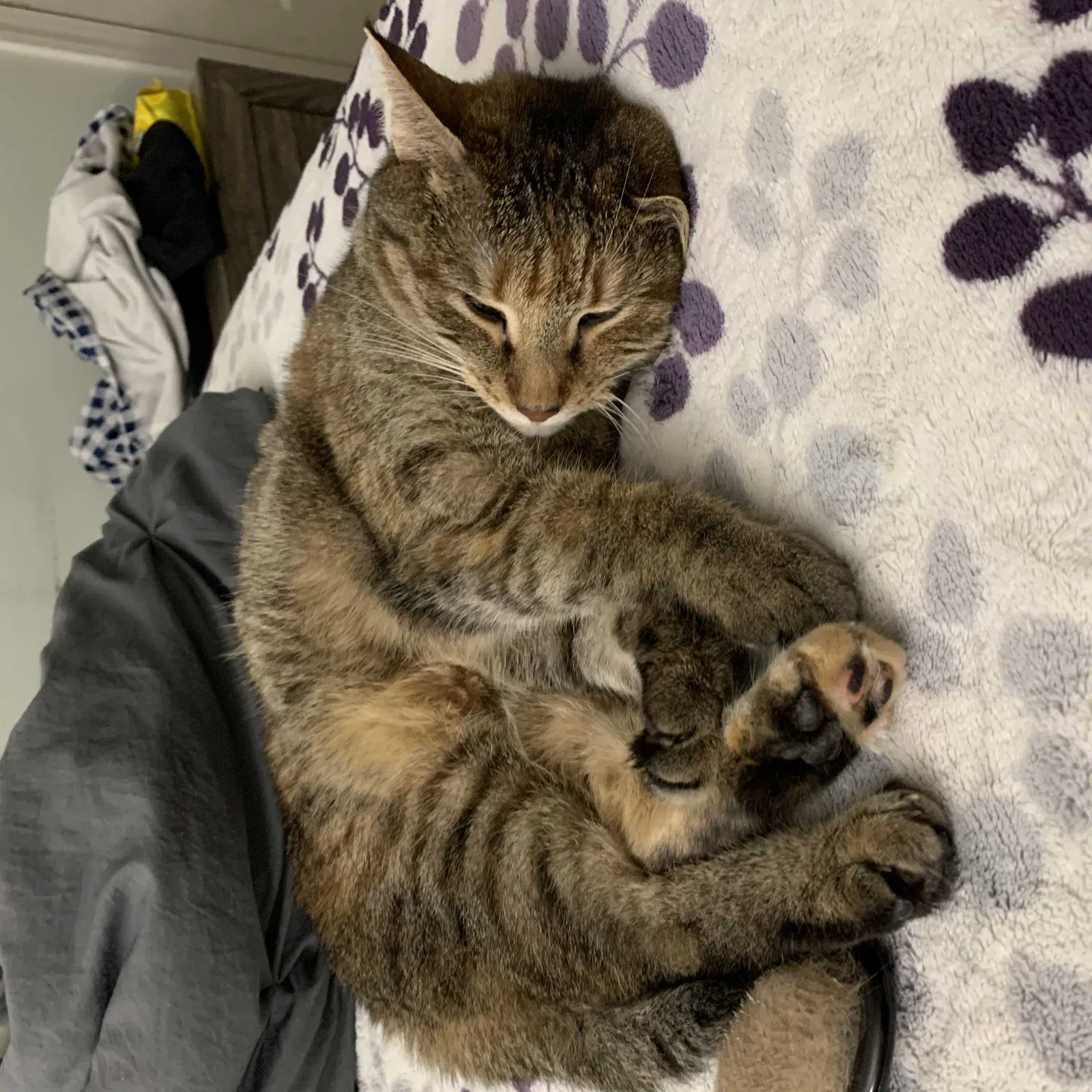 Lost cat in Lorton, VA, 22079