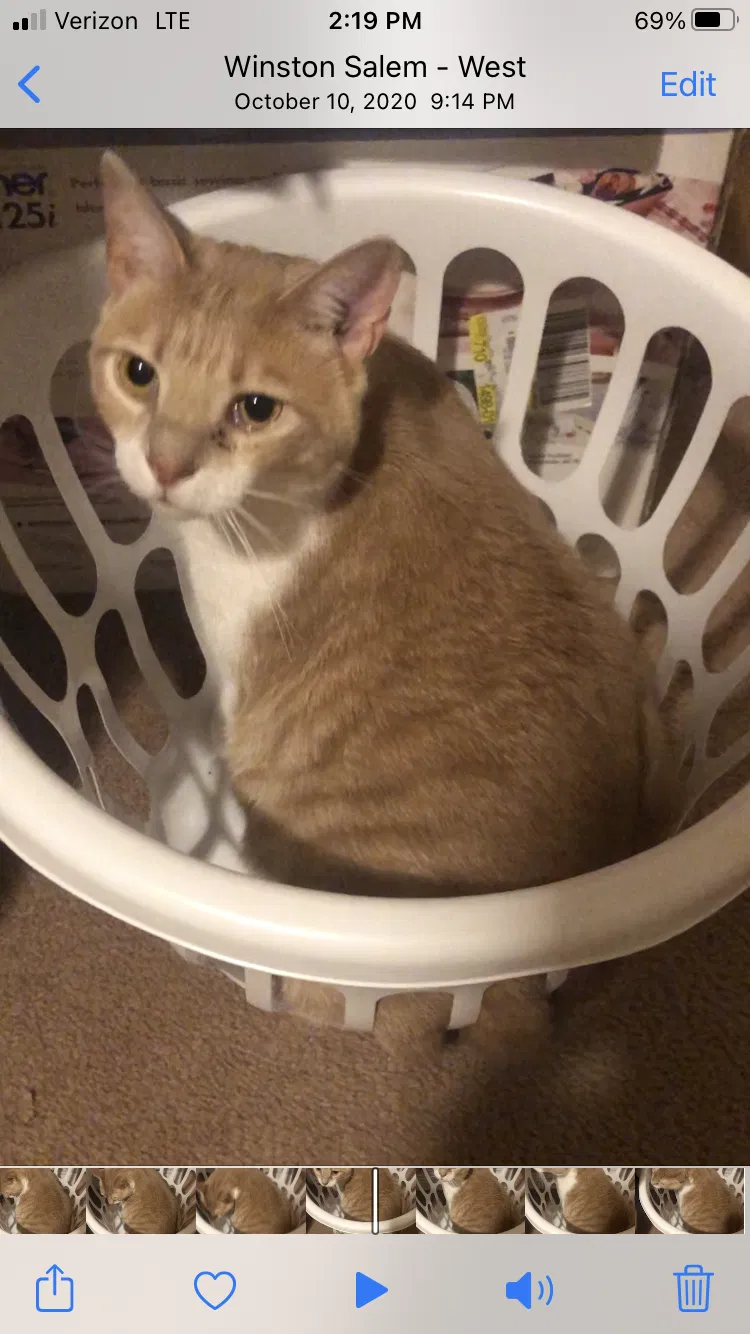 Lost cat in Winston Salem, NC, 27104