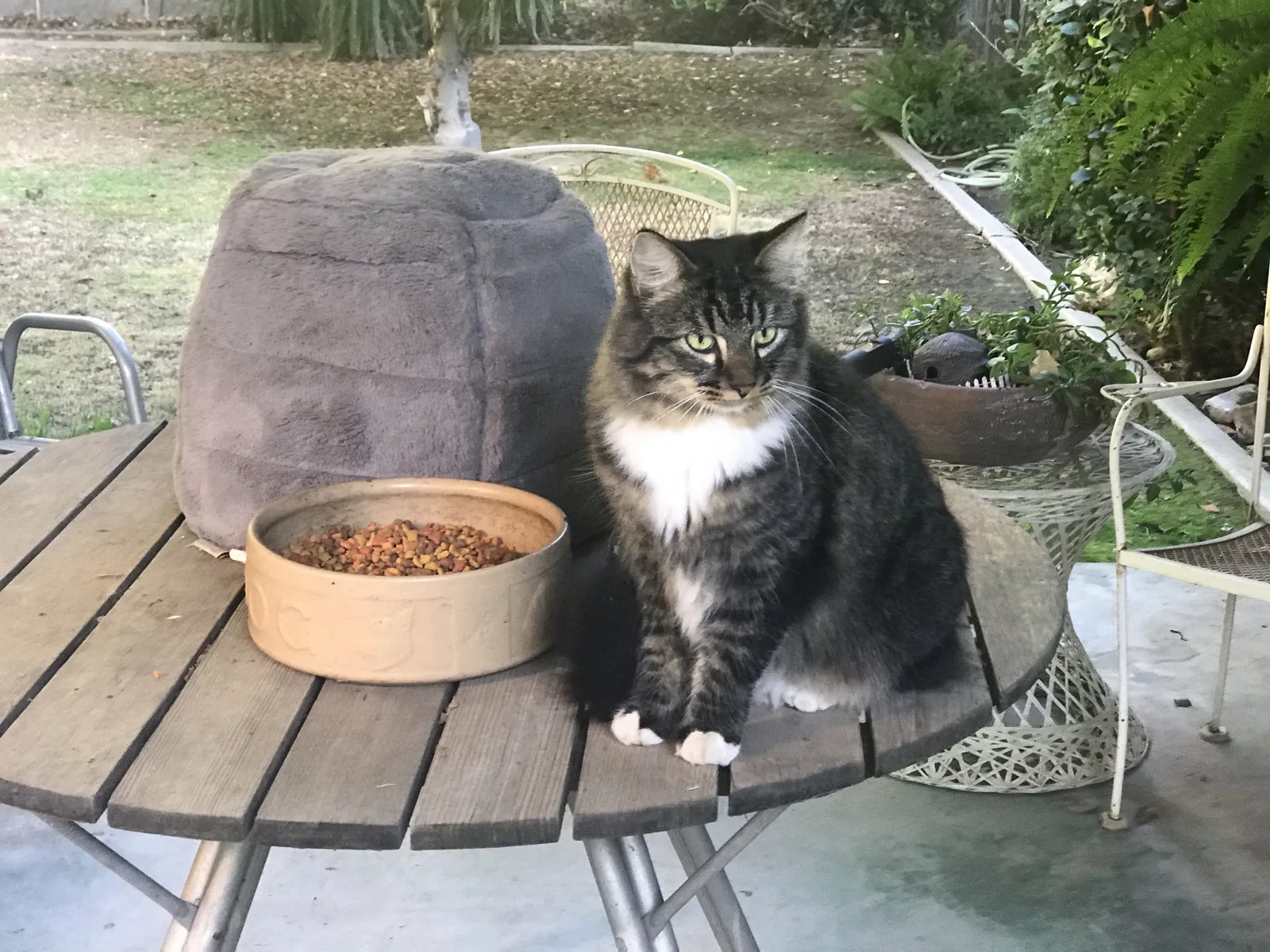 Lost cat in Bakersfield, CA, 93304